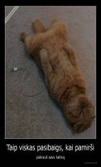 Taip viskas pasibaigs, kai pamirši - pakrauti savo katiną