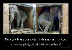 Taip yra transportuojami drambliai į cirkus, - o tu vis dar galvoji, kad cirkas tai vieta gyvūnams?