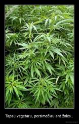 Tapau vegetaru, persimečiau ant žolės.. - 