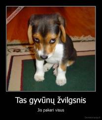 Tas gyvūnų žvilgsnis - Jis pakeri visus