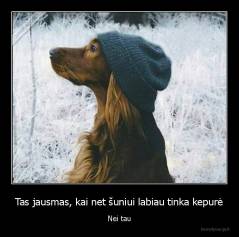 Tas jausmas, kai net šuniui labiau tinka kepurė - Nei tau