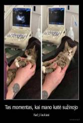 Tas momentas, kai mano katė sužinojo - Kad ji laukiasi