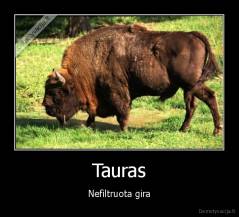 Tauras - Nefiltruota gira