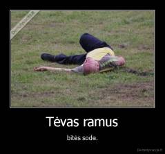 Tėvas ramus - bitės sode.