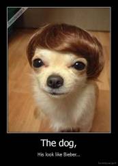 The dog, - His look like Bieber...