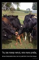 Tie, kas manęs nemyli, nėra mano priešai, - bet savo žandą atsuksiu tiems, kas nori jį pabučiuoti ir kam aš esu brangus.
