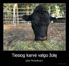 Tiesiog karvė valgo žolę - jokio Photoshop'o