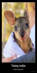Tiesiog mažas - mielas kengūriukas 