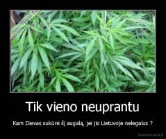 Tik vieno neuprantu - Kam Dievas sukūrė šį augalą, jei jis Lietuvoje nelegalus ?