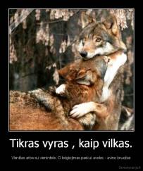 Tikras vyras , kaip vilkas. - Vienišas arba su vienintele. O bėgiojimas paskui aveles - avino bruožas