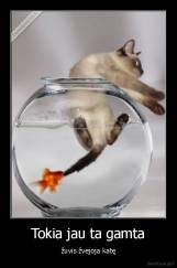 Tokia jau ta gamta - žuvis žvejoja katę