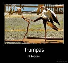 Trumpas - iš kojytės