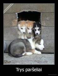Trys paršeliai - 