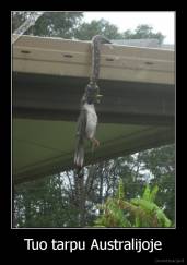 Tuo tarpu Australijoje - 