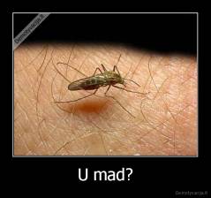 U mad? - 