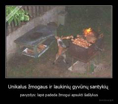 Unikalus žmogaus ir laukinių gyvūnų santykių  - pavyzdys: lapė padeda žmogui apsukti šašlykus