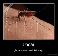 Uodai  - jie kanda net nakti kai miegi