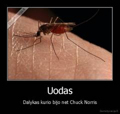 Uodas - Dalykas kurio bijo net Chuck Norris