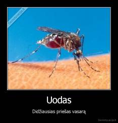 Uodas - Didžiausias priešas vasarą