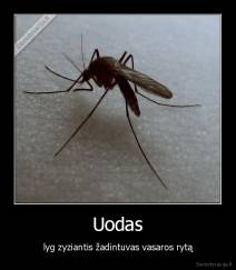 Uodas - lyg zyziantis žadintuvas vasaros rytą