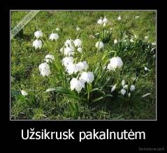 Užsikrusk pakalnutėm - 