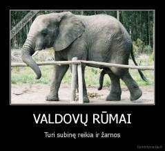 VALDOVŲ RŪMAI - Turi subinę reikia ir žarnos
