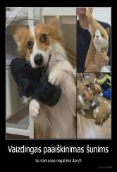 Vaizdingas paaiškinimas šunims - ko namuose negalima daryti