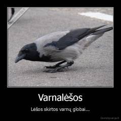 Varnalėšos - Lėšos skirtos varnų globai...