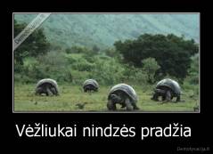 Vėžliukai nindzės pradžia  - 