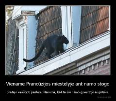 Viename Prancūzijos miestelyje ant namo stogo - pradėjo vaikščioti pantera. Manoma, kad tai šio namo gyventojo augintinis.