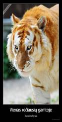 Vienas rečiausių gamtoje - Auksinis tigras