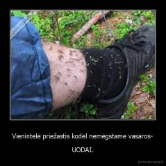 Vienintelė priežastis kodėl nemėgstame vasaros- - UODAI.