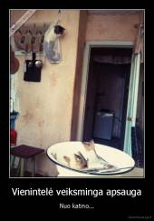 Vienintelė veiksminga apsauga - Nuo katino...