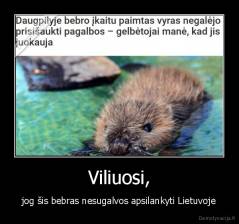 Viliuosi, - jog šis bebras nesugalvos apsilankyti Lietuvoje