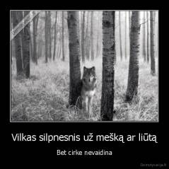 Vilkas silpnesnis už mešką ar liūtą - Bet cirke nevaidina