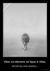 Vilkas yra silpnesnis nei tigras ar liūtas, - bet bent jau cirke nevaidina...