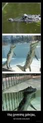 Visą gyvenimą galvojau, - kad krokodilai moka plaukti