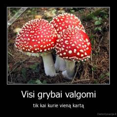 Visi grybai valgomi - tik kai kurie vieną kartą