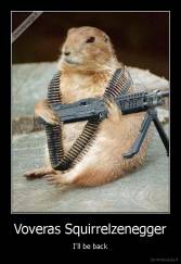Voveras Squirrelzenegger - I'll be back