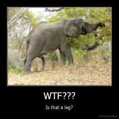 WTF??? - Is that a leg?
