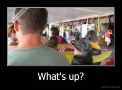 What's up? - 