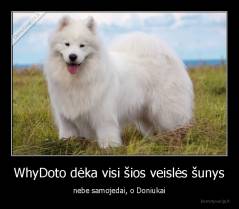 WhyDoto dėka visi šios veislės šunys - nebe samojedai, o Doniukai