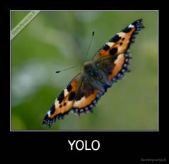 YOLO - 