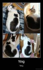 Ying - Yang