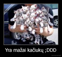 Yra mažai kačiukų ;DDD - 