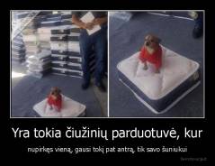 Yra tokia čiužinių parduotuvė, kur - nupirkęs vieną, gausi tokį pat antrą, tik savo šuniukui