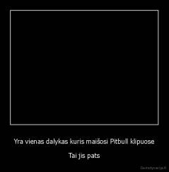 Yra vienas dalykas kuris maišosi Pitbull klipuose - Tai jis pats