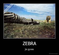 ZEBRA - jis gyvas