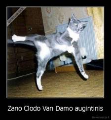 Zano Clodo Van Damo augintinis - 