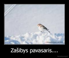 Zašibys pavasaris.... - 